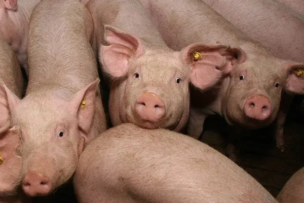 свиньи от 30-65 кг в Саратове 4