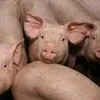 свиньи от 30-65 кг в Саратове 4