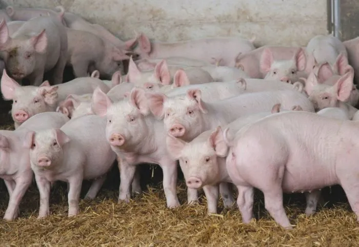свиньи от 30-65 кг в Саратове 3