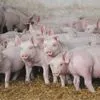 свиньи от 30-65 кг в Саратове 3