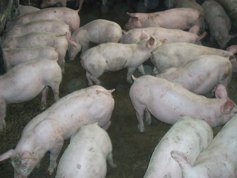 свиньи от 30-65 кг в Саратове