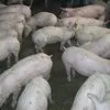 свиньи от 30-65 кг в Саратове
