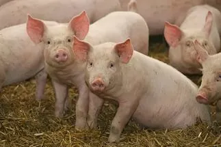 свиньи от 30-65 кг в Саратове 2