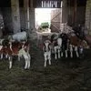 продаются бычки Живым весом в Воронеже