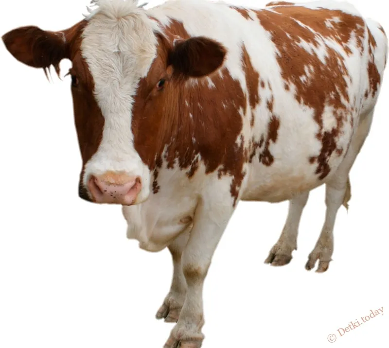 фотография продукта Закупаем коров