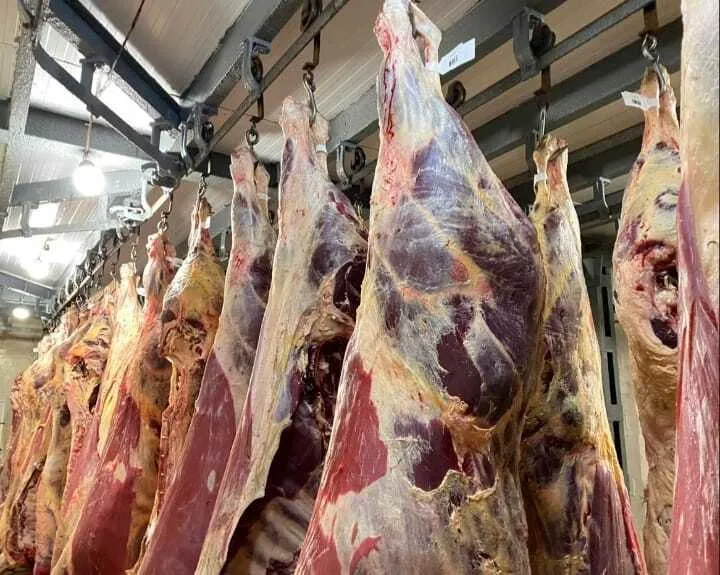  Мясо говядины  корова 1,2 категории в Воронеже и Воронежской области