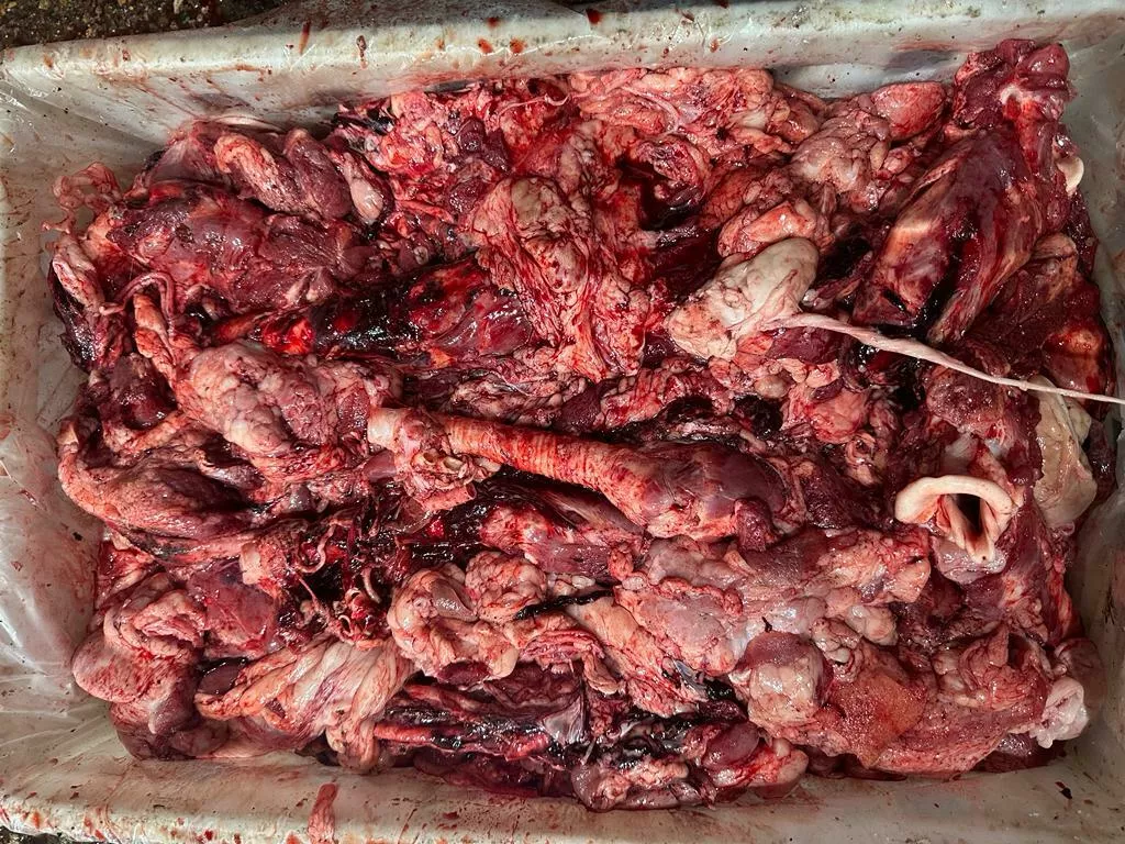 фотография продукта Обрезь свиная трахея+говядина на корма