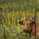 В двух районах Воронежской области ввели карантин из-за лейкоза коров