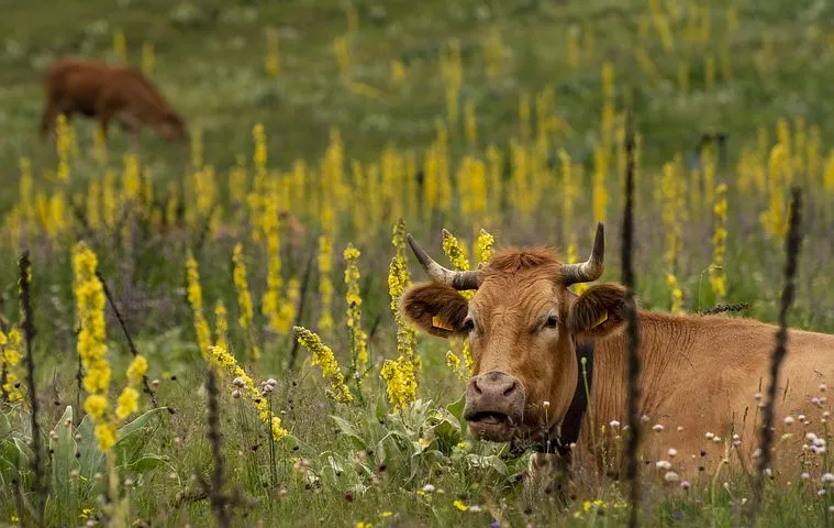 В двух районах Воронежской области ввели карантин из-за лейкоза коров