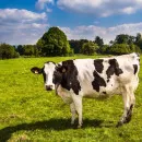 Воронежстат: Численность крупного рогатого скота в регионе увеличилась на 2%