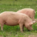 Возле воронежского села выявили очаг африканской чумы свиней