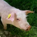 На граничащей с Липецкой областью территории Воронежской области выявили африканскую чуму свиней