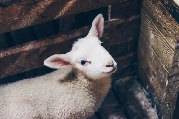 В Воронежской области создают ферму для разведения племенных овец породы дорпер 