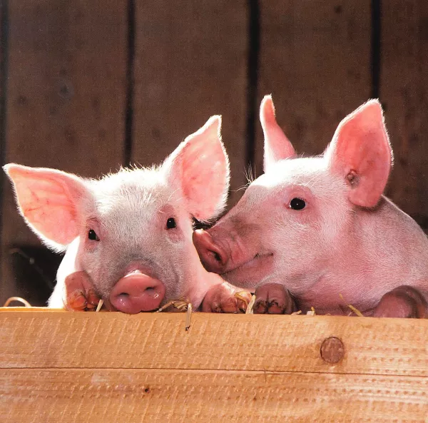 В Воронежской области численность свиней выросла на 122,4 тыс. голов