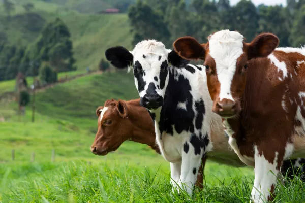 Очаги лейкоза коров обнаружили на территории Воронежской области