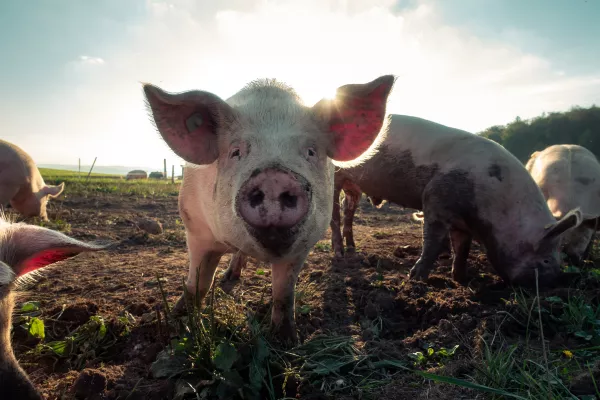 В Воронежской области выявлены очаги африканской чумы свиней 