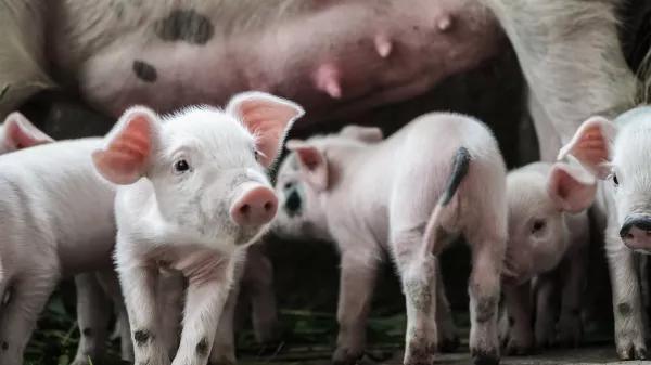 В Воронежской области из-за пяти вспышек АЧС уничтожено 120 тысяч свиней 