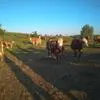 племенные бычки симментальской породы в Воронеже