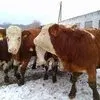 племенные бычки симментальской породы в Воронеже 4