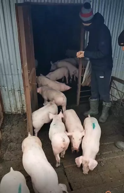 поросята, свиньи в живом весе (оптом) в Саранске и Республике Мордовия 6