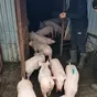поросята, свиньи в живом весе (оптом) в Саранске и Республике Мордовия 6