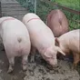 поросята, свиньи в живом весе (оптом) в Саранске и Республике Мордовия 2