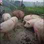 поросята, свиньи в живом весе (оптом) в Саранске и Республике Мордовия