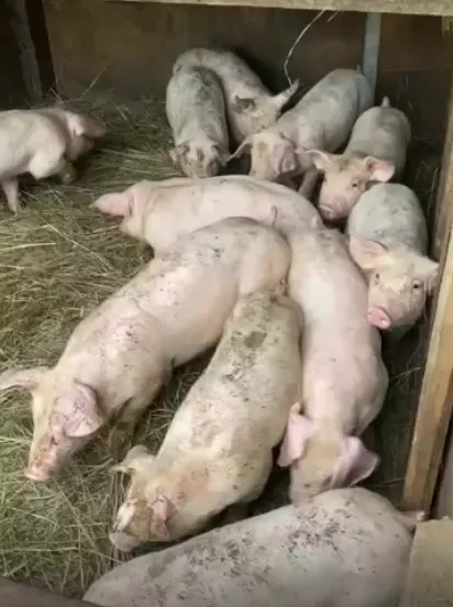 поросята, свиньи в живом весе (оптом) в Саранске и Республике Мордовия 9