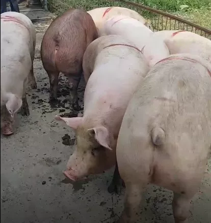 поросята, свиньи в живом весе (оптом) в Саранске и Республике Мордовия 3
