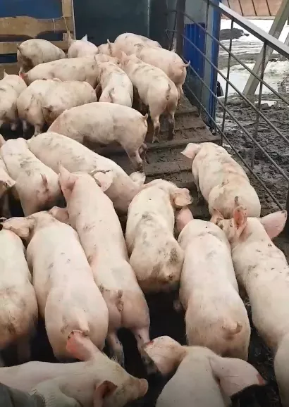 поросята, свиньи в живом весе (оптом) в Саранске и Республике Мордовия 5