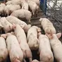 поросята, свиньи в живом весе (оптом) в Саранске и Республике Мордовия 5