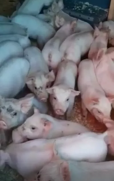 поросята, свиньи в живом весе (оптом) в Саранске и Республике Мордовия 7