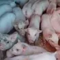 поросята, свиньи в живом весе (оптом) в Саранске и Республике Мордовия 7