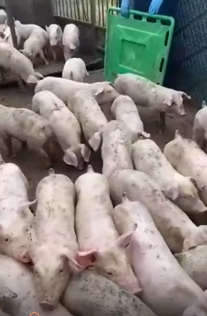поросята, свиньи в живом весе (оптом) в Саранске и Республике Мордовия 10