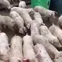 поросята, свиньи в живом весе (оптом) в Саранске и Республике Мордовия 10