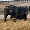 быки племенные абердино-ангусской породы в Нововоронеже