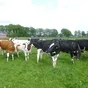  Крс коровы, быки в Воронеже